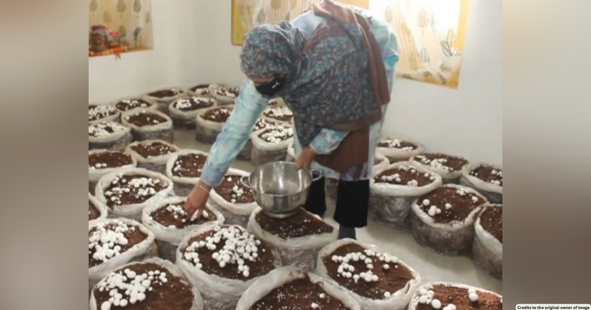 Kashmiri girls take up mushroom cultivation under NRLM scheme in J-K's Kulgam